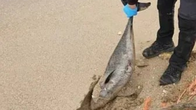 Изображение 756362