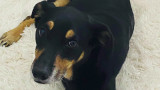 Беър - кучето, отнесено от ураганна буря, се върна при своя собственик
