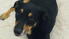 Изгубеното куче, което шест месеца търси стопапина си
