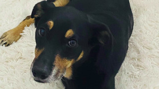Изгубеното куче, което шест месеца търси стопапина си