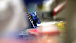 Учени от БАН използват мишки за тестване на ваксина срещу COVID-19
