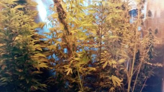 Арестуваха русенец заради домашна оранжерия за марихуана