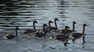 Сивият лебед е много значително събитие което обаче е малко