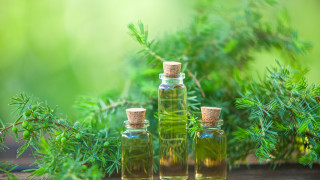 Бяхме шокирани да научим че чаеното дърво всъщност няма нищо