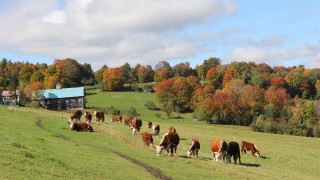 Първично огнище на туберкулоза по животните е открито във ферма