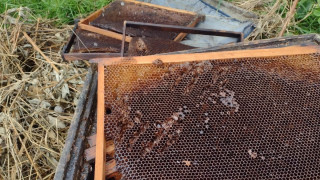 Продължават набезите на мечки в Казанлъшко Унищожени са десетки кошери