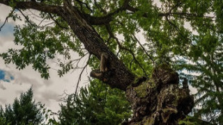 5-вековен дъб от Търновско стана "Дърво с корен 2019"