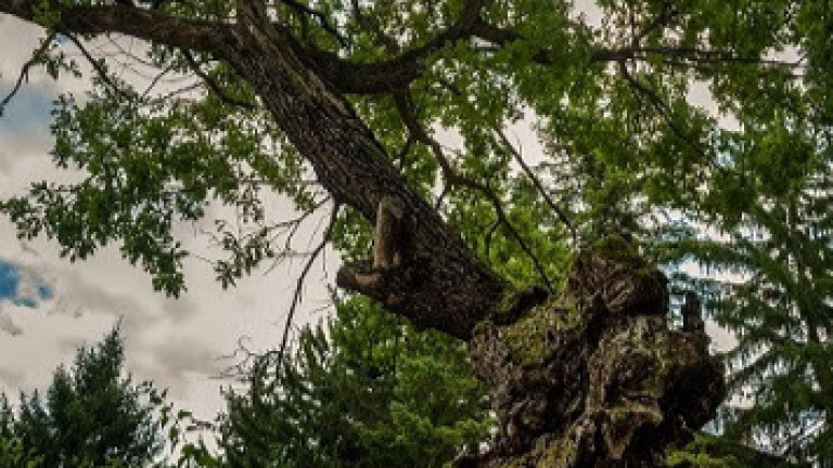 500-годишен дъб от великотърновското Ново село спечели титлата Дърво с