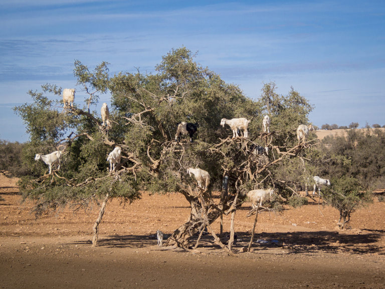  Тези смели кози не се тормозят от бодлите на аргановото дърво. 