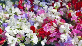 Макар есента да остава най добрият период за засаждане на