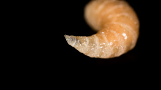 Здравните власти в щата Мериленд съобщиха че пациентът с първия