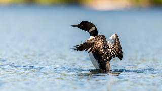 Както и в международните дела и природата има своя ред