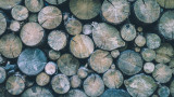  Масови инспекции за противозаконна дървесина в Пловдивско 