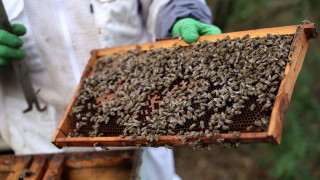 От 18 юни до 22 юли 2026 г пчеларите ще