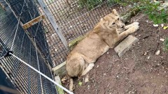 Нови обитатели: Лъв и две лъвици ще радват гостите на зоопарка в Стара Загора