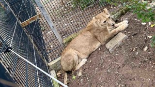 Старозагорският зоопарк се сдоби с трима нови и царствени обитатели