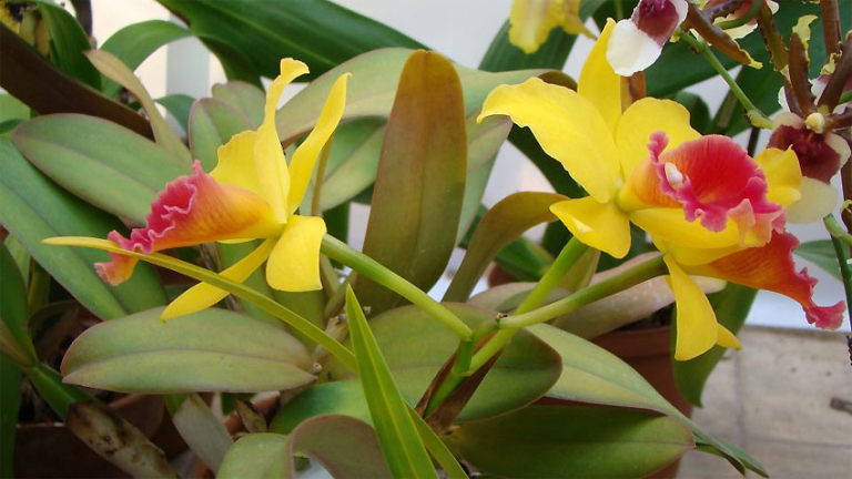 Ботаниците от БАН показаха 60 вида орхидеи 