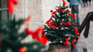 Как да се грижим за жива коледна елха