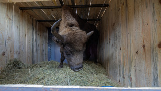 Фондация По диви Родопи докара у нас 5 зубри от Словакия