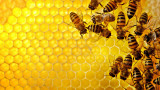 Медът и правилният начин, по който да го съхраняваме - за да запазим ползите и вкуса му