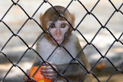 Обновиха клетките на маймуните в Столичния зоопарк