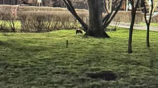 Чакали бродят из Морската градина в Бургас съобщава БНТ Дивите животни са