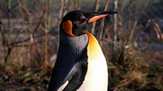 Пингвини гиганти са населявали тропиците
