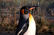 500 пингвина загинаха от студ в ЮАР