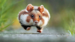 Вижте най-смешните животни на планетата (СНИМКИ)