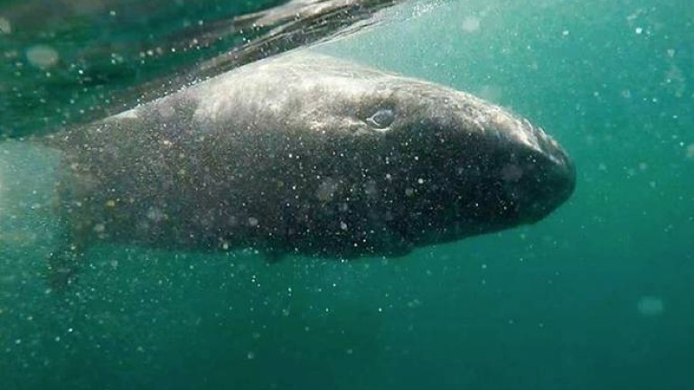 Откриха най-старото животно на планетата