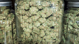 В Калифорния разкриха над 100 китайски оранжерии за марихуана в къщи