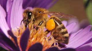 Ако пчелите изчезнат от Земята ние хора ще ги последваме