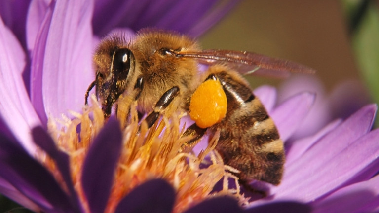 Ако пчелите изчезнат от Земята, ние, хора, ще ги последваме