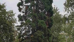Отрова убива вековна секвоя в София