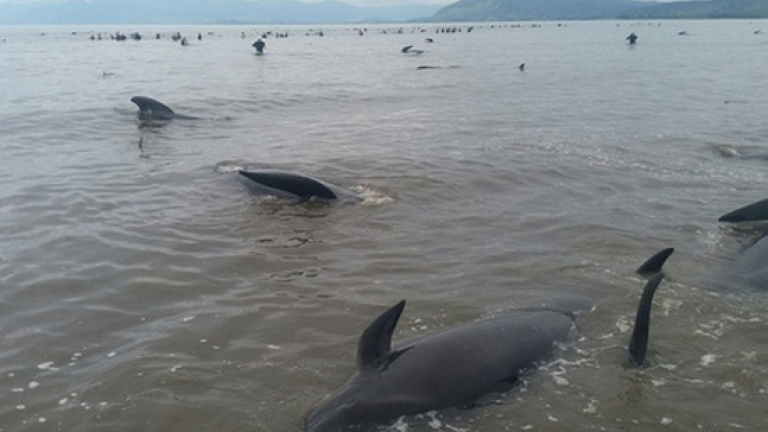 Масово самоубийство на китове в Нова Зеландия