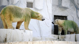 В Румъния честват фестивал на мечките