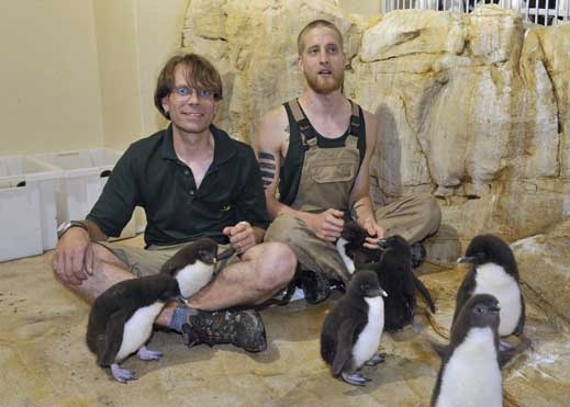 Родиха се бебета-пингвини в "Шьонбрун"