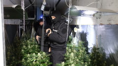 Разбиха оранжерия за марихуана в Шуменско