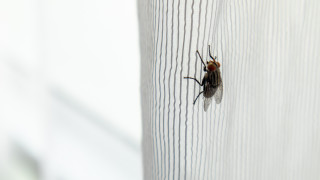 Една от най досадните екстри които ни носи лятото със сигурност