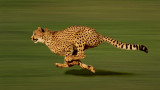  Сокол друмник, гепард, антилопа и кои са 10-те най-бързи животни на планетата 