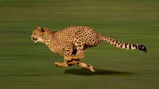 Кои са 10-те най-бързи животни на планетата