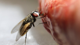 През лятото правим всичко възможно за да се защитим от