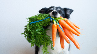 Какви зеленчуци да даваме на кучето