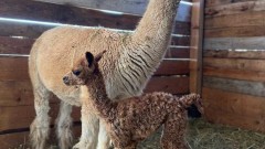 Бебе алпака вече ще радва посетителите на зоопарка в Бургас