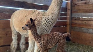 Бебе алпака вече ще радва посетителите на зоопарка в Бургас