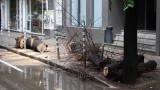 Дърво падна върху ограда на училище и 2 коли в центъра на София