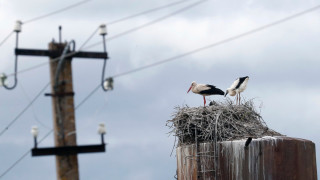 Румънските щъркели няма да мигрират тази година а кафявите мечки