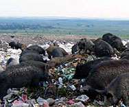 2000 подписа срещу софийския боклук в Ловеч