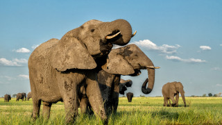 Властите в Зимбабве са издали разрешение за отстрел на най малко