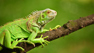 Южна Флорида „бомбардирана” от игуани